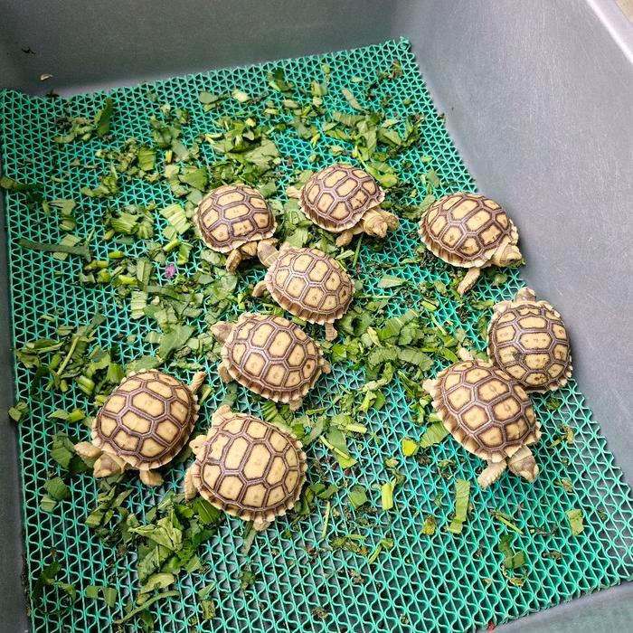Sulcata Baby Up Size 5-6cm Tetasan Indonesia Mulus Sehat Makan Rakus