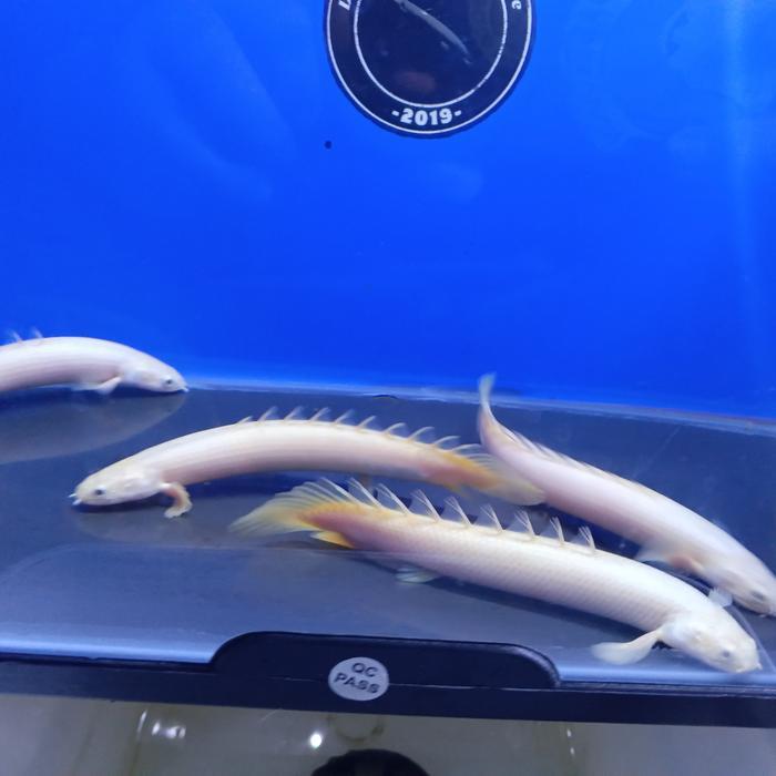 Aksesoris Aquarium Palmas Leucistic Palmas Lucy Tbk