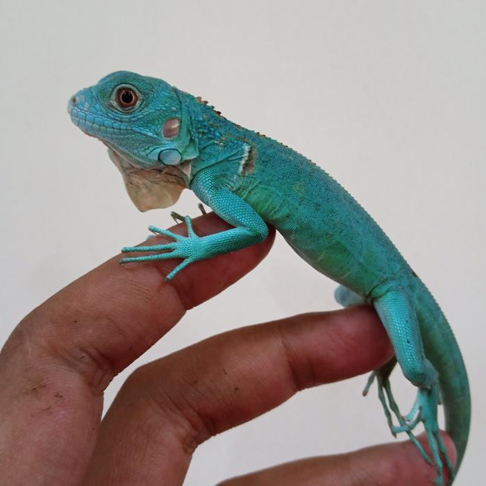Baby Blue Iguana biru kecil surabaya