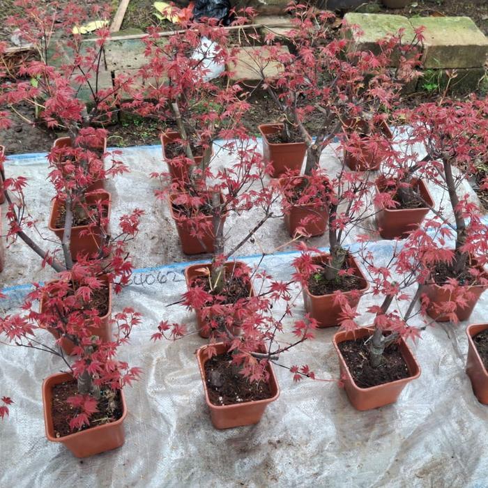 bonsai Japanese red maple