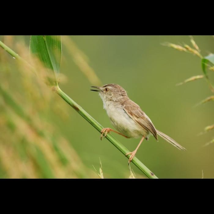 Burung Ciblek Gunung Jantan Sehat dan Lincah