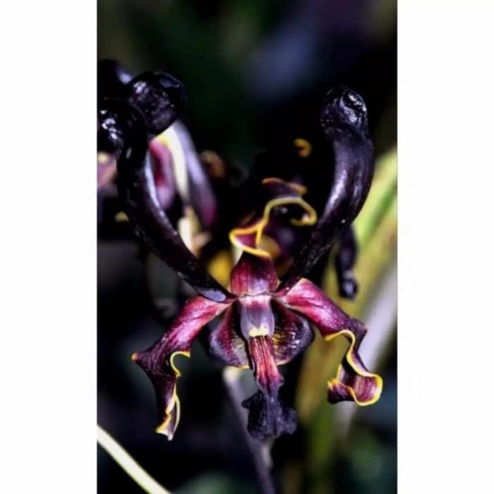 Anggrek Dendrobium Black Spider Dewasa