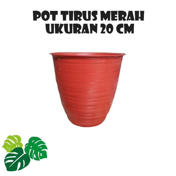 Pot Tawon Tirus 20 Cm Paket Isi 6 Pot Murah Hijau Putih