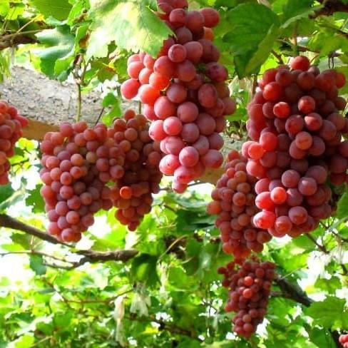 Bibit Benih Biji Buah Anggur Merah Manis Red Grape Fruit Isi 20 Benih HALAL