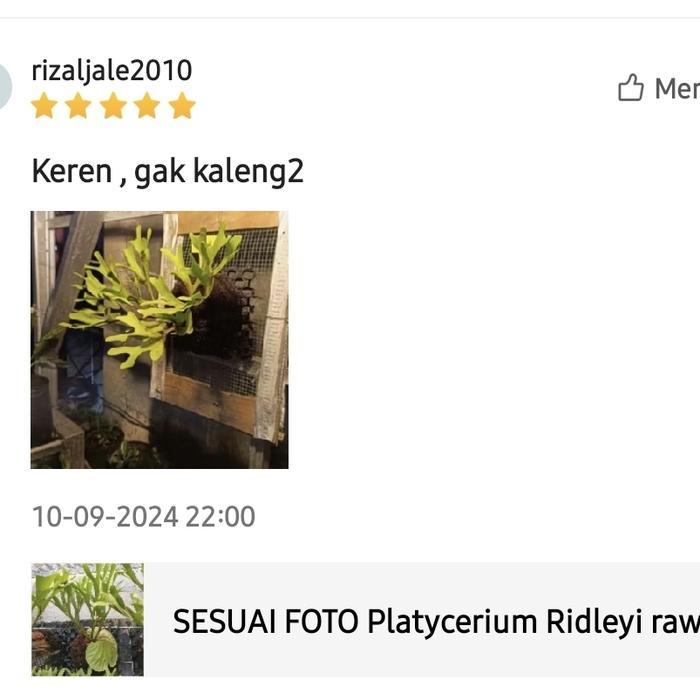 PLATYCERIUM RIDLEYI / SIMBAR MENJANGAN / TANDUK RUSA KALIMANTAN