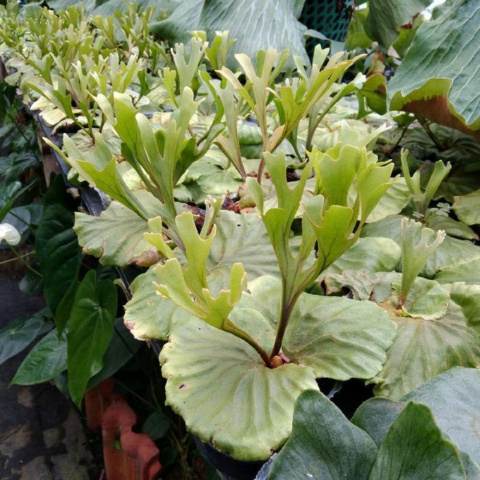 Platycerium Ridleyii Super Rare Tanaman Hias Simbar Menjangan