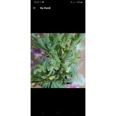 FREE ONGKIR platycerium ridleyi#cod mdqcvy 4211tj