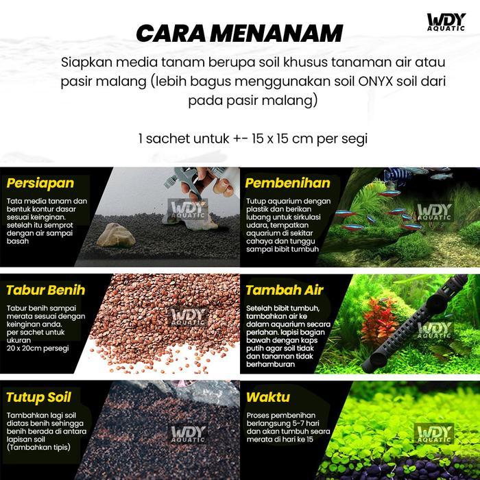 Carpet Seed Aquascape Tanaman Carpet Aquarium Akuarium
