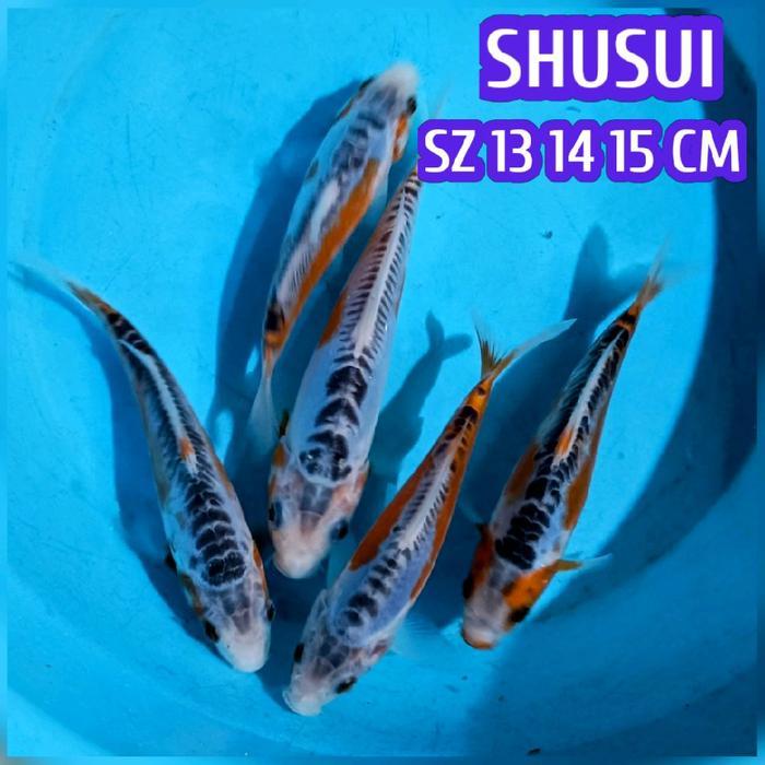 Terlaris Ikan Koi Blitar Shusui Readyjuha Shiro Utsuri Doitsu Kohaku Sanke Showa Chagoi Jinak Dll