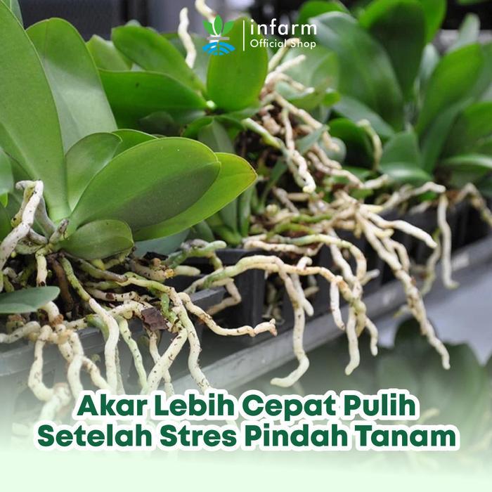 INFARM - Paket Anti Busuk Akar, Tricho Riza Infarm Nutrisi PIndah Tanam dan Penguat Akar Vitamin B1