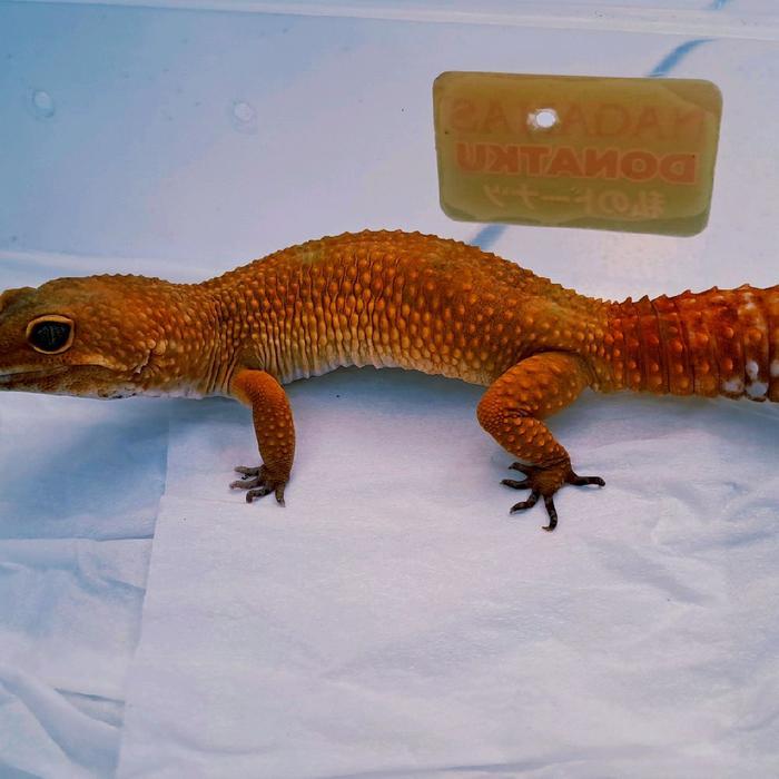 TERMURAHHH Gecko SHTCTB Indukan betina warna mantulll