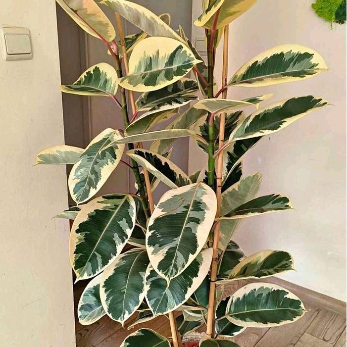 Tanaman Hias Aesthetic Ficus Elastica Variegata + Pot Krisan Putih / Tanaman Hias Ficus Elastica