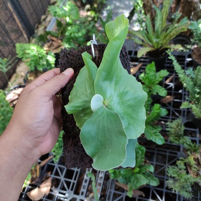 Platycerium Antis (Andinum x Elephantotis)