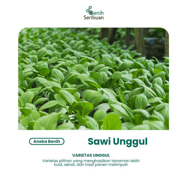 Benih Sawi & Sayuran Hidroponik