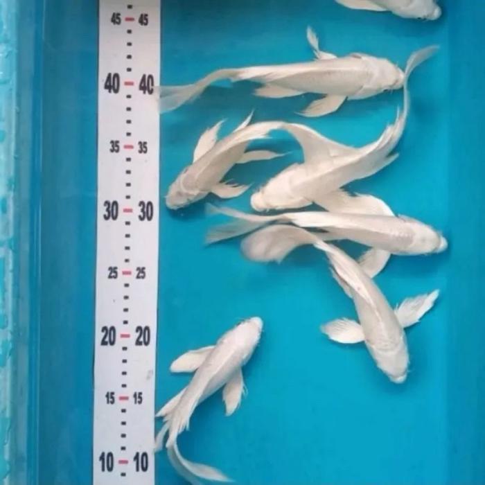 3EKOR KOI PLATINUM Paket 3 Ekor Ikan Koi Platinum Warna Putih Mengkilap untuk Kolam Hias PLATINUM GR