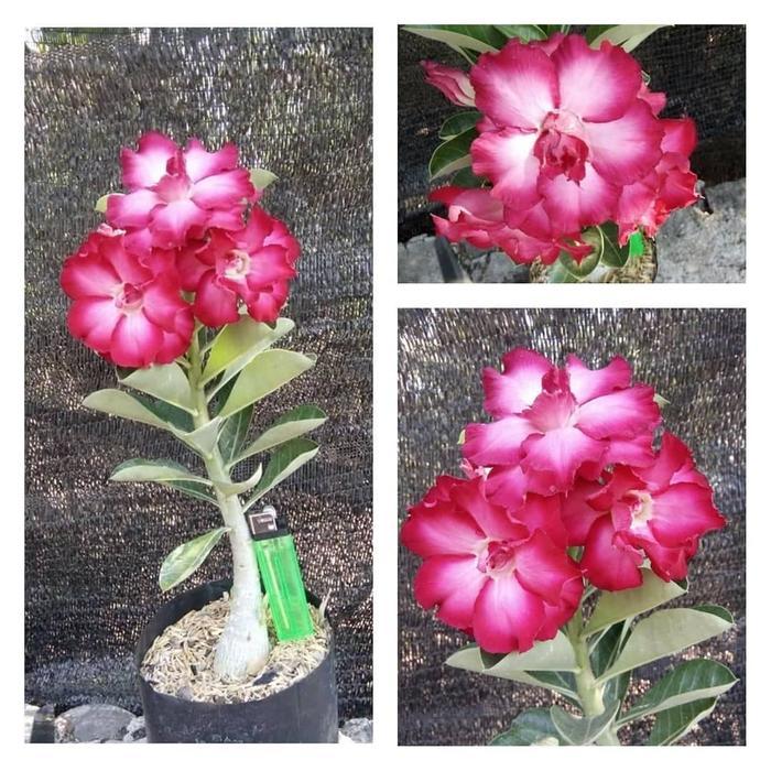 Tanaman Bunga Adenium Kamboja Jepang Tinggi 15-20 cm untuk Hiasan Pot