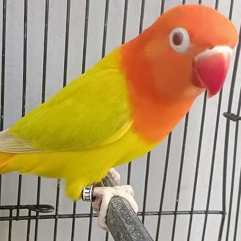 LOVEBIRD PF /LOVEBIRD PALE FALLOW