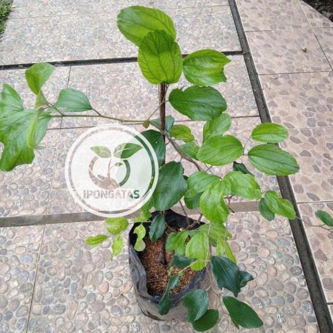 bibit pohon apel putsa/buah apel putsa india-tanaman buah apel ATZ super