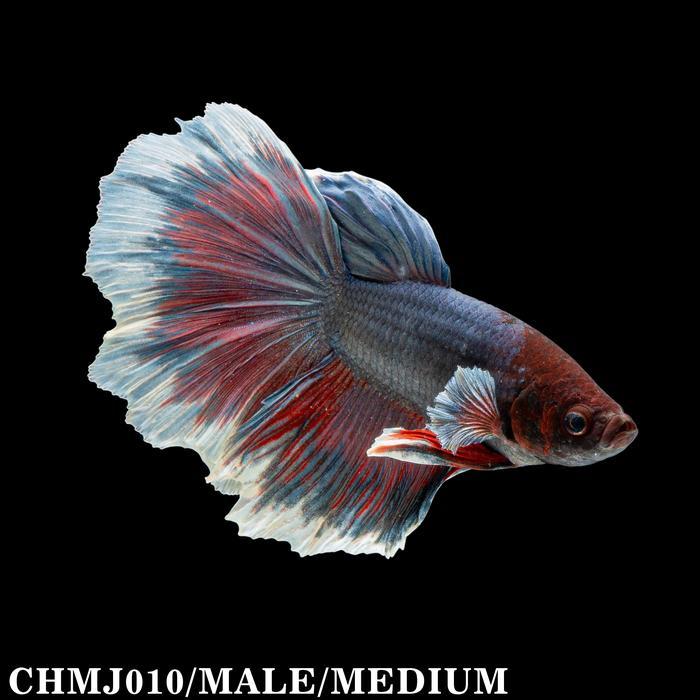 Betta Blue Mix Red Halfmoon / Cupang Biru Halfmoon