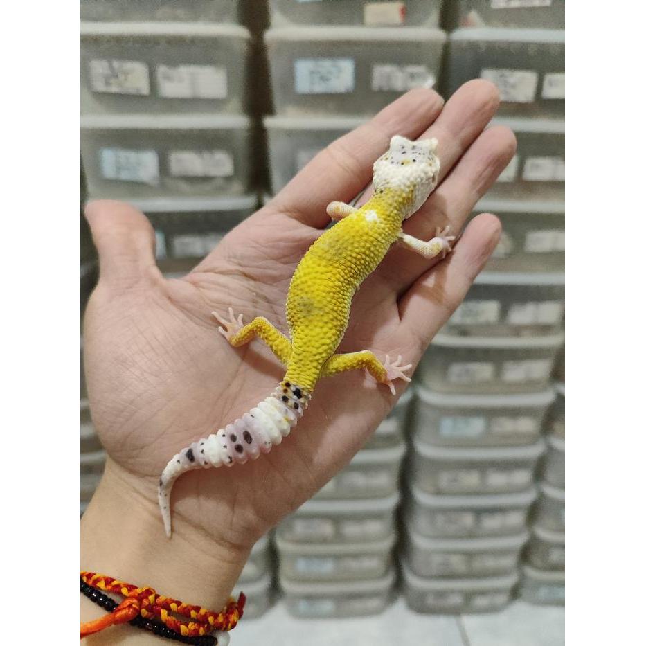 TERMURAHHH Mainan Leopard gecko enigma lemon frost Mack snow Promo BlackHole Eclipse Juvenile Male