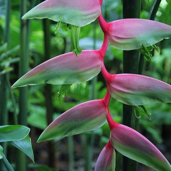Tanaman hias heliconia pink sexy - helikonia bunga pink
