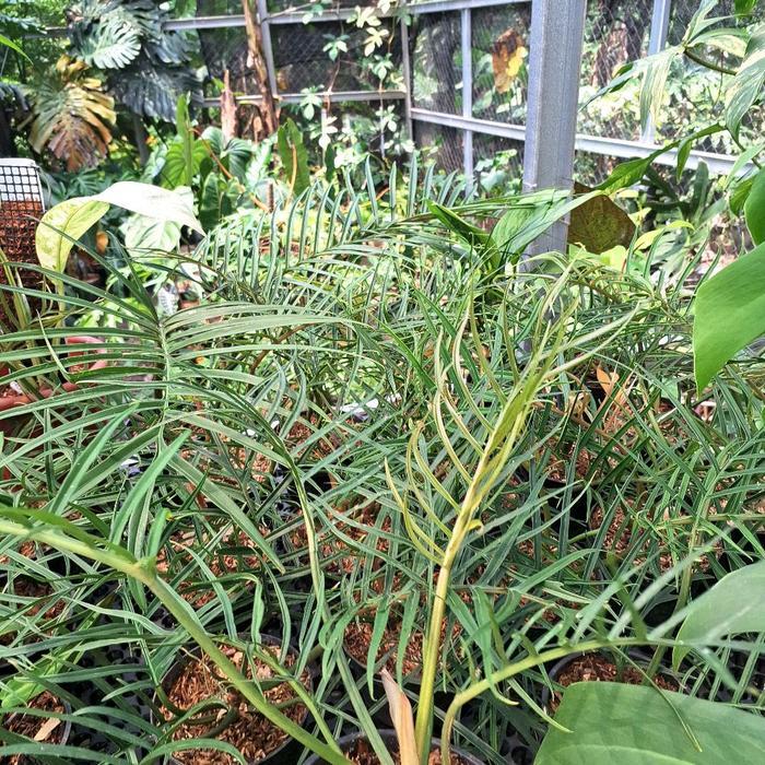 Moonieshopline Philodendron Tortum / Philo Tortum Tanaman Daun