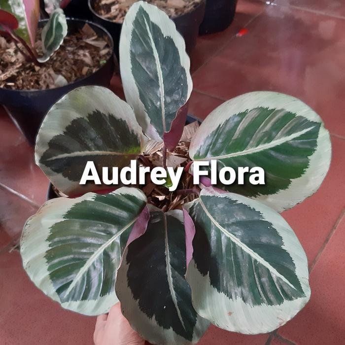 Tanaman Hias Calathea Marion - Promo Calathea Marion