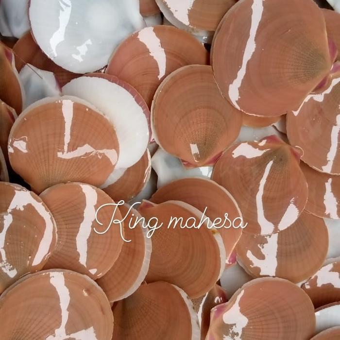 Promo Kerang Simping Fresh Seafood Perkilo Terlaris