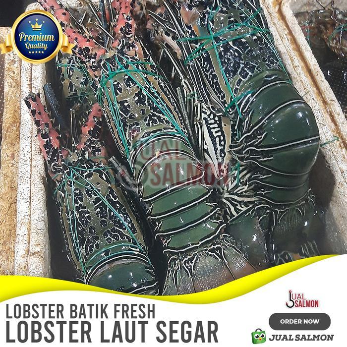Lobster Besar 1Kg isi 4-5 ekor/Lobster Laut/Lobster Murah