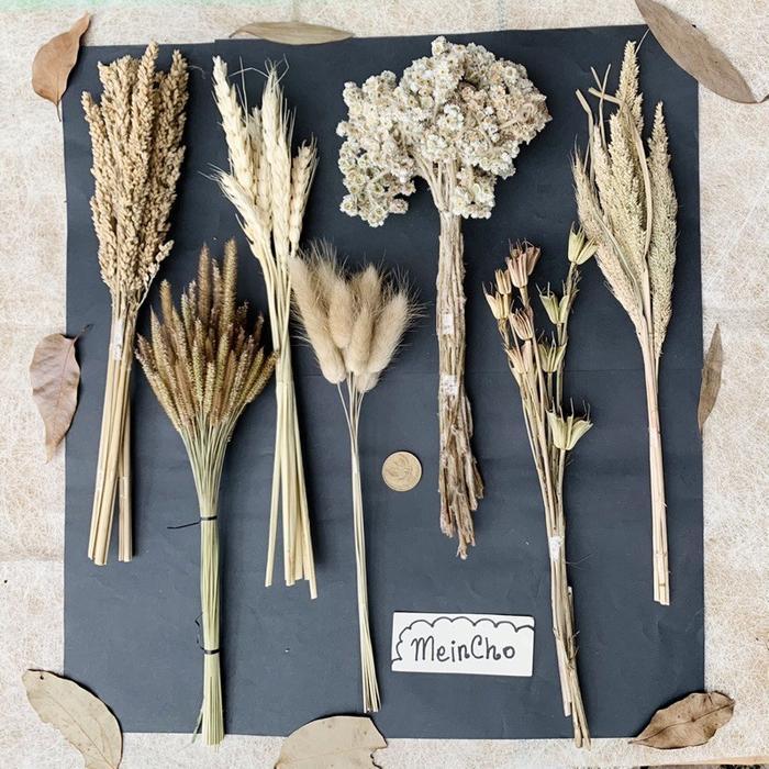 GROSIR Paket Bunga Kering Edelweis Rumput Dried Flower (10-100tangkai)