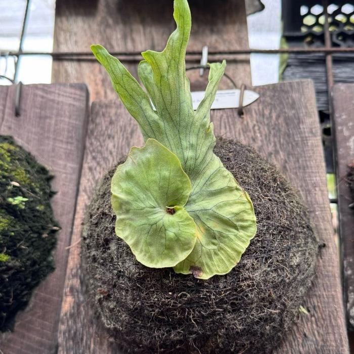 platycerium wandae var dwarf and curling