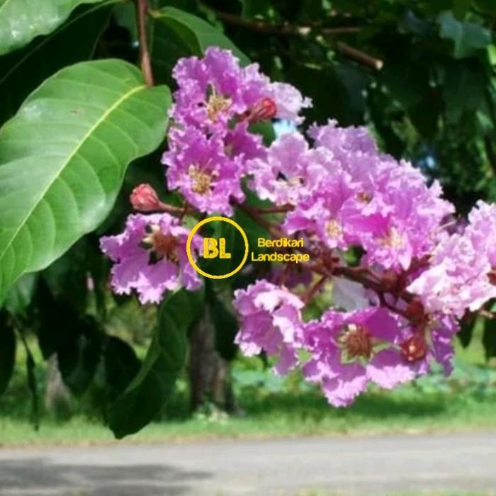 bibit pohon bungur pohon bunga sakura indonesia bunga Lagerstroemia