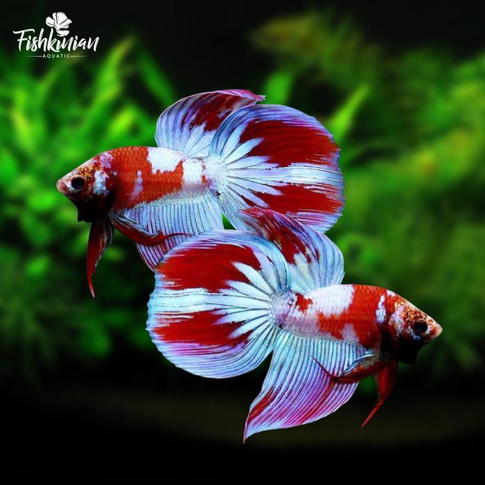 Ikan Cupang Veiltail (VT) Inuyasha Varian Ungu