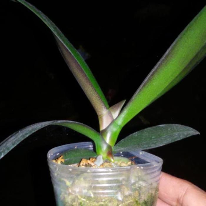 anggrek bulan remaja