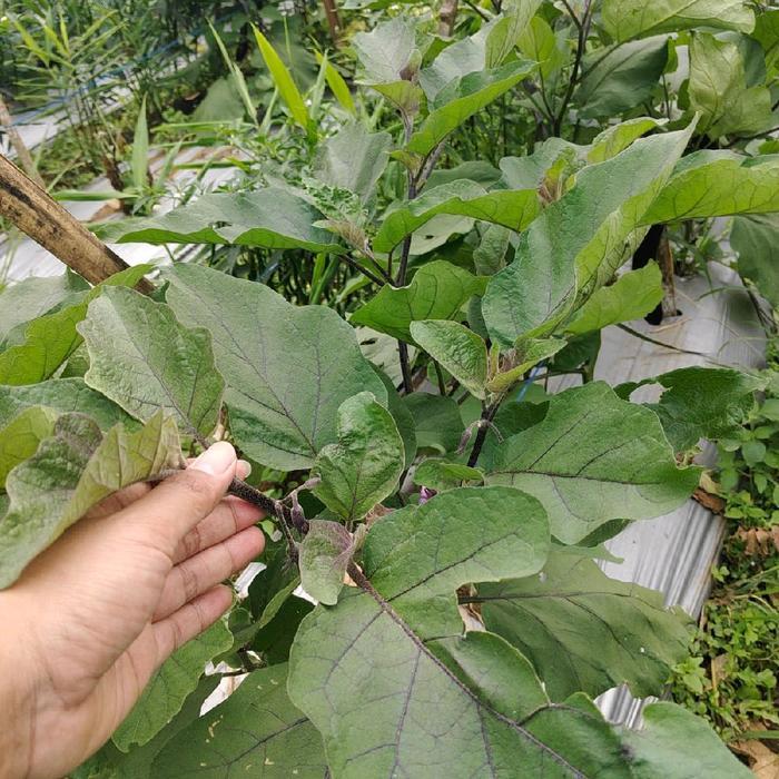 BISA COD Asam amino Biostimulant ZPT dan unsur-unsur hara makro mikro