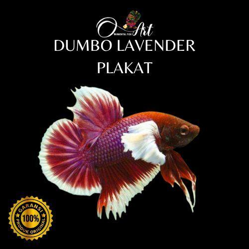 Fish Art Ikan Cupang Pk Dumbo Ear Lavender Jantan Size S-M Random