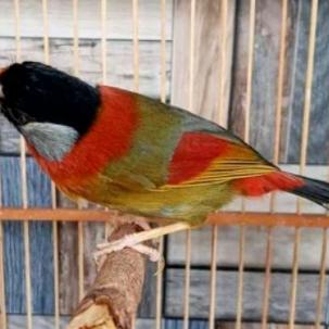 ORIGINAL burung pancawarna aviary READY STOCK