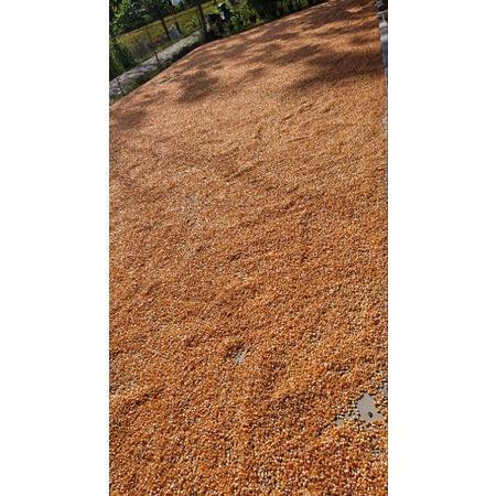 Bersama_Kitaa 1 Kg Benih Jagung Siap Tanam Perkasa,Sumo,212, P27, P21,18,Jago, Terlaris Ar Garden