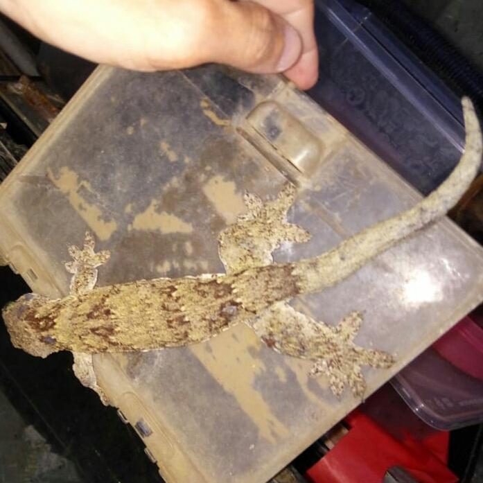 TERMURAHHH giant gecko halmahera voraq