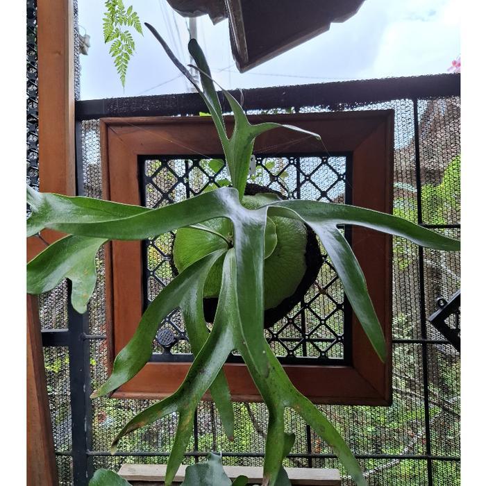 Ready Anakan Platycerium Alcicorne Africa Original