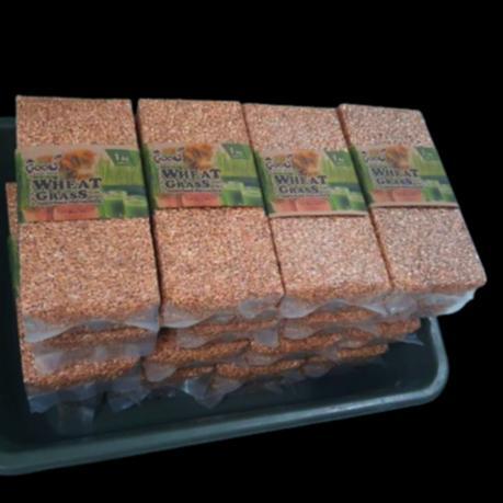 Goodseed - Biji Gandum (Benih Wheatgrass) Superfood Rumput Kucing 1 Kg