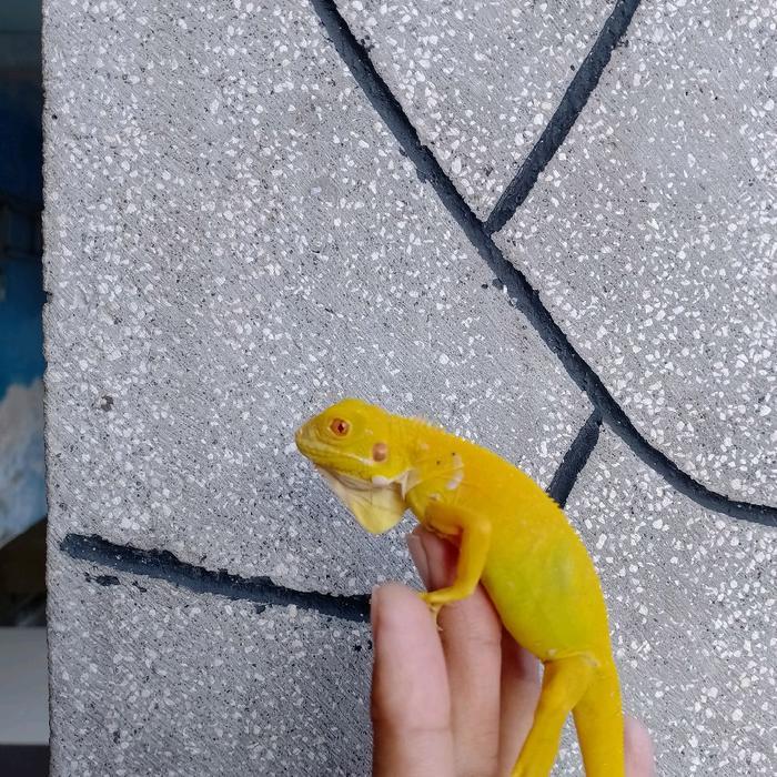 Anakan Iguana Albino murah