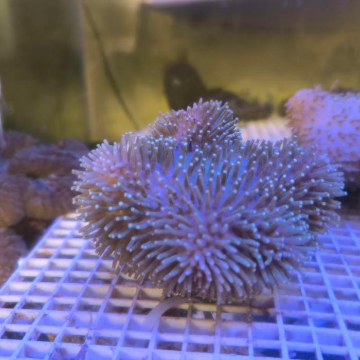 coral payungan koral payungan toadstool frag. coral pemula. perawatan mudah. softies coral.