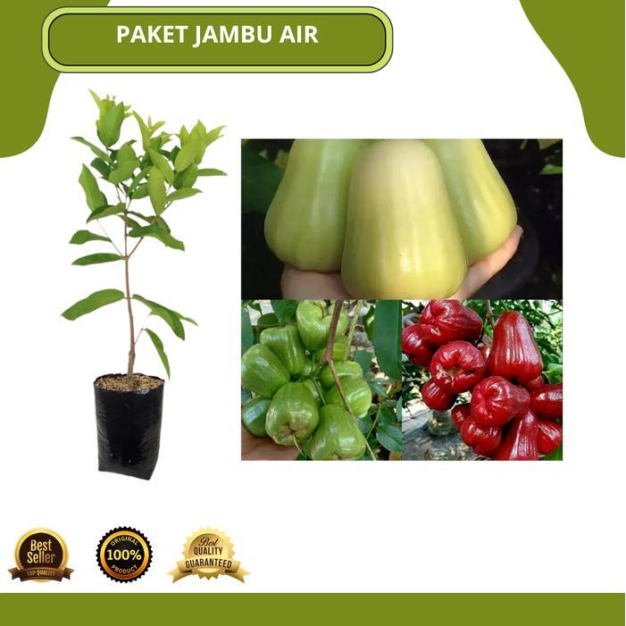 Bundling Tanaman Jambu Paket Bundling Tanaman Jambu Air Isi 3 Jenis Unggul Rimbun Siap Tanam Jambu A
