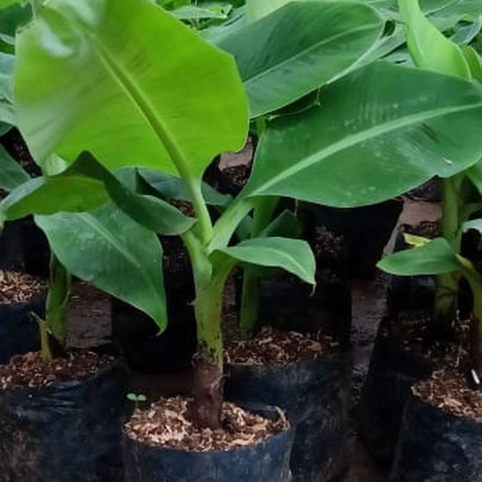 Bibit Tanaman Buah Pisang Giant Cavendish - Beli 3 gratis 1 ATV super