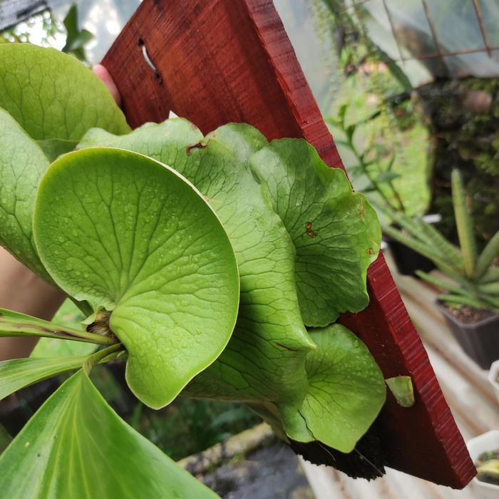 Platycerium Ellisotis Indukan