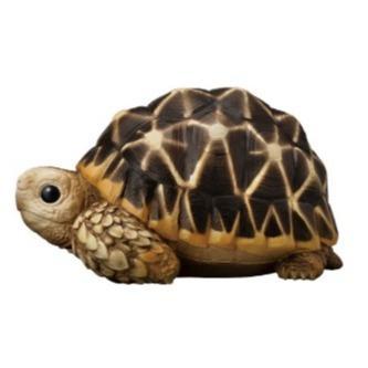 HOT SALE BANDAI TENORI FRIENDS VOL 12 - INDIAN STAR TORTOISE TERMURAH