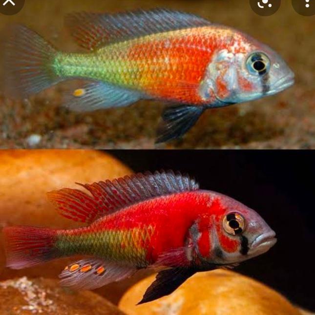 Paket Ikan Hias African Cichlid (Ob Peacock, Dll) Isi 5 Gratis 1 Tbk
