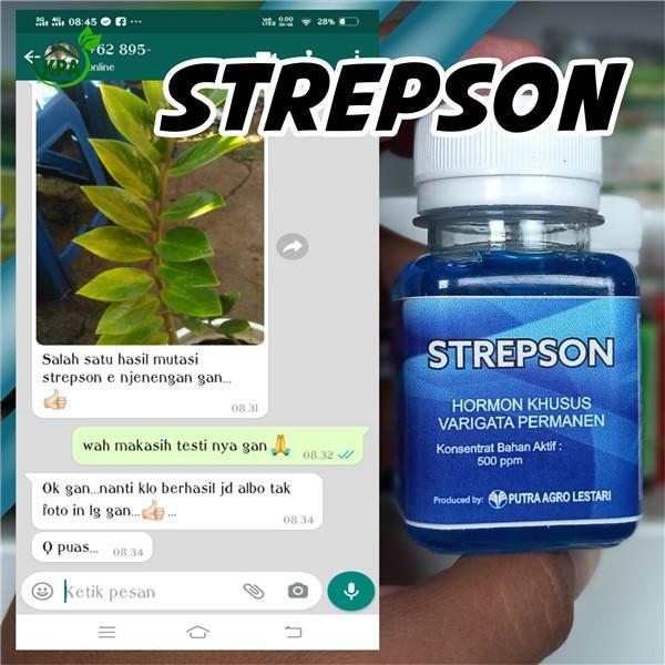 BISA COD strepson hormon varigata tanaman permanen
