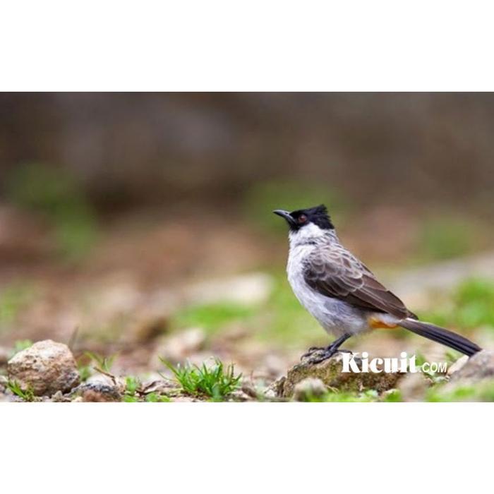 Promo Burung Kutilang Jantan/Betina Pilihn Istimewa Terlaris